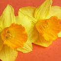 17372   Two colorful yellow daffodil or narcissus flowers
