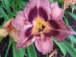 17550   Variegated Flower