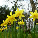 17374   Daffodil flowers in woodland from low angle