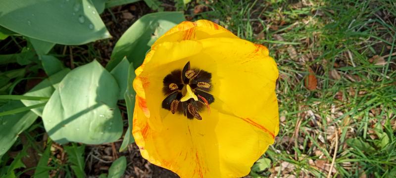 <p>Beautifull yellow tulip</p>
Beautifull yellow tulip
