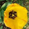 17952   Yellow Tulip