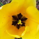 17540   yellow tulip flower