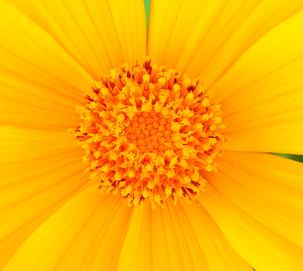 Download Free Stock Photo 12059 Yellow Flower Close Up Freeimageslive Yellowimages Mockups