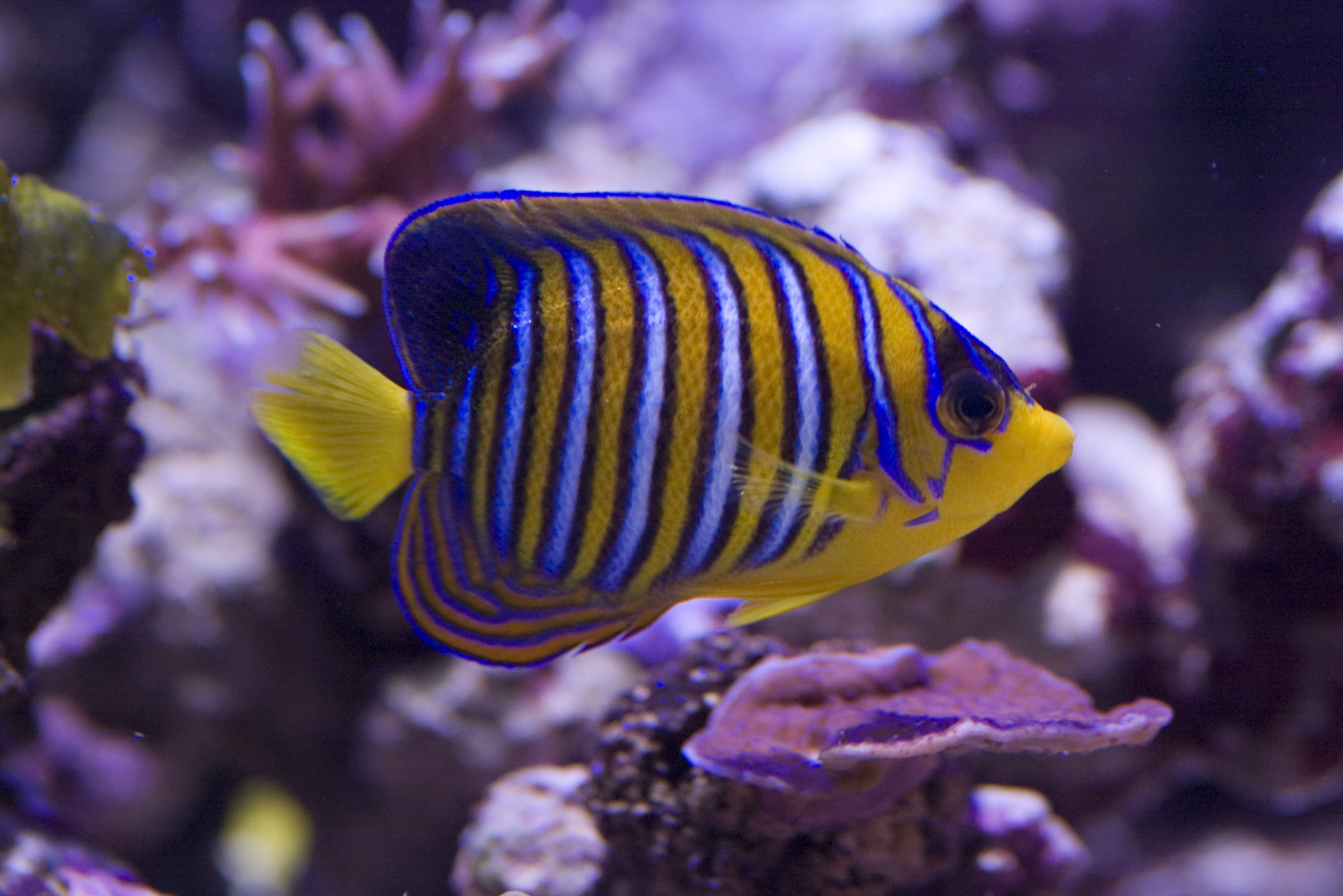 21+ Yellow Fish With Blue Stripes